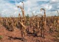AU warns of looming El  Niño threat
