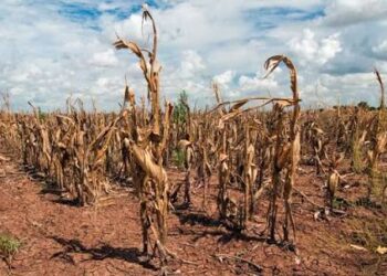 AU warns of looming El  Niño threat