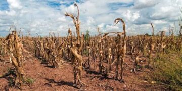 AU warns of looming El  Niño threat